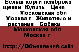 Вельш-корги-пемброка щенки. Купить › Цена ­ 60 000 - Московская обл., Москва г. Животные и растения » Собаки   . Московская обл.,Москва г.